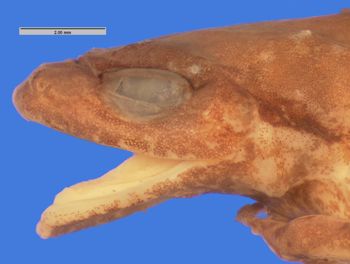 Media type: image; Herpetology A-23494
